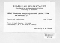 Uromyces hedysari-paniculati image